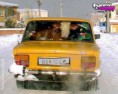/album/fotogalerie-hloupy-napad/cow-in-the-car-jpg/